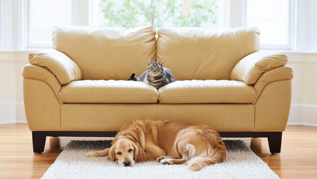 telas para sofa con mascotas